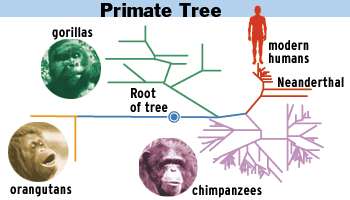 Primate Tree